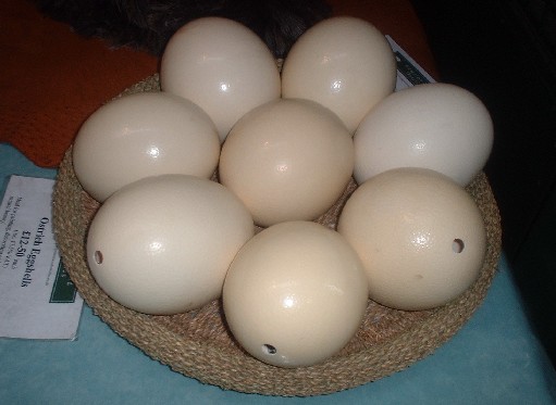 Blown Ostrich Eggs