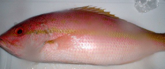 red snapper