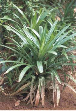 Pandanus tree