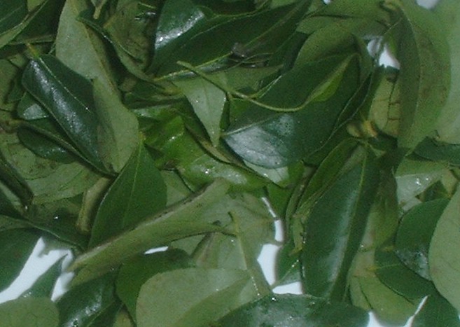 curry leaves