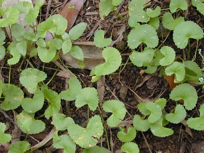 gotu kola (centella asiatic)