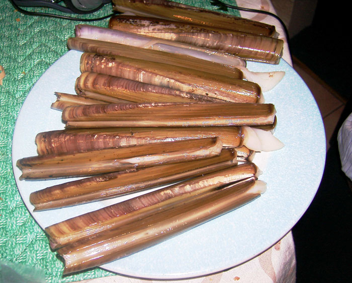 razor clams