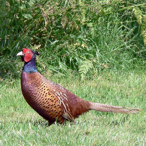 pheasant