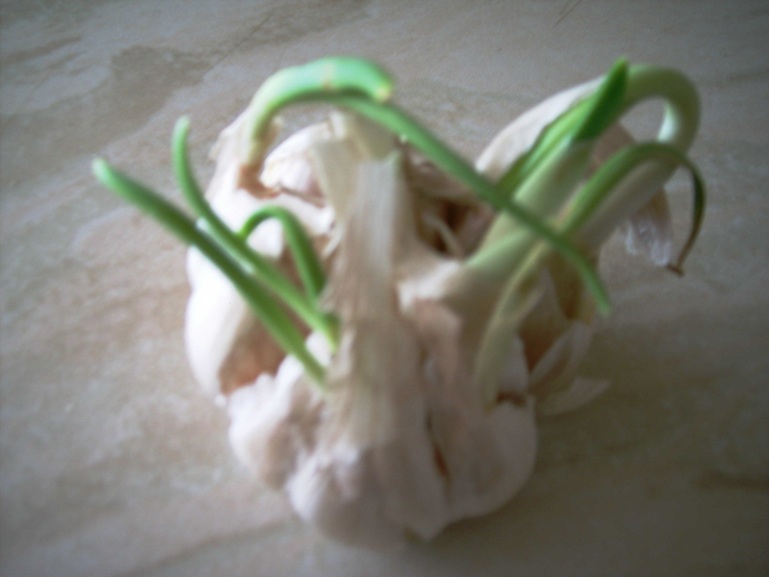 sprouted garlic