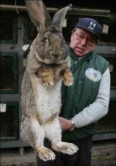 http://www.roshani.co.uk/livingtoeat/wp-content/uploads/2008/07/giant-rabbit3.jpg