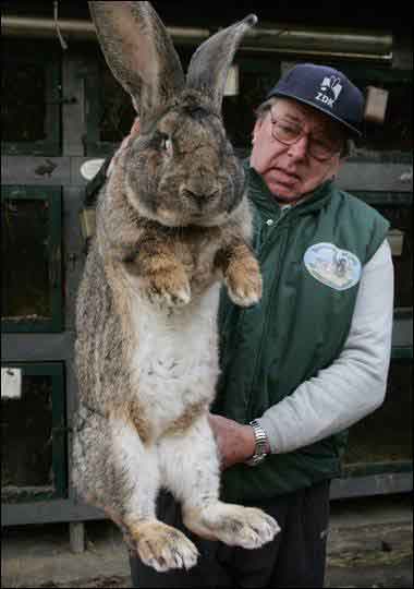 giant rabbit